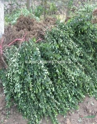 大葉扶芳藤各種規(guī)格*、扶芳藤苗木